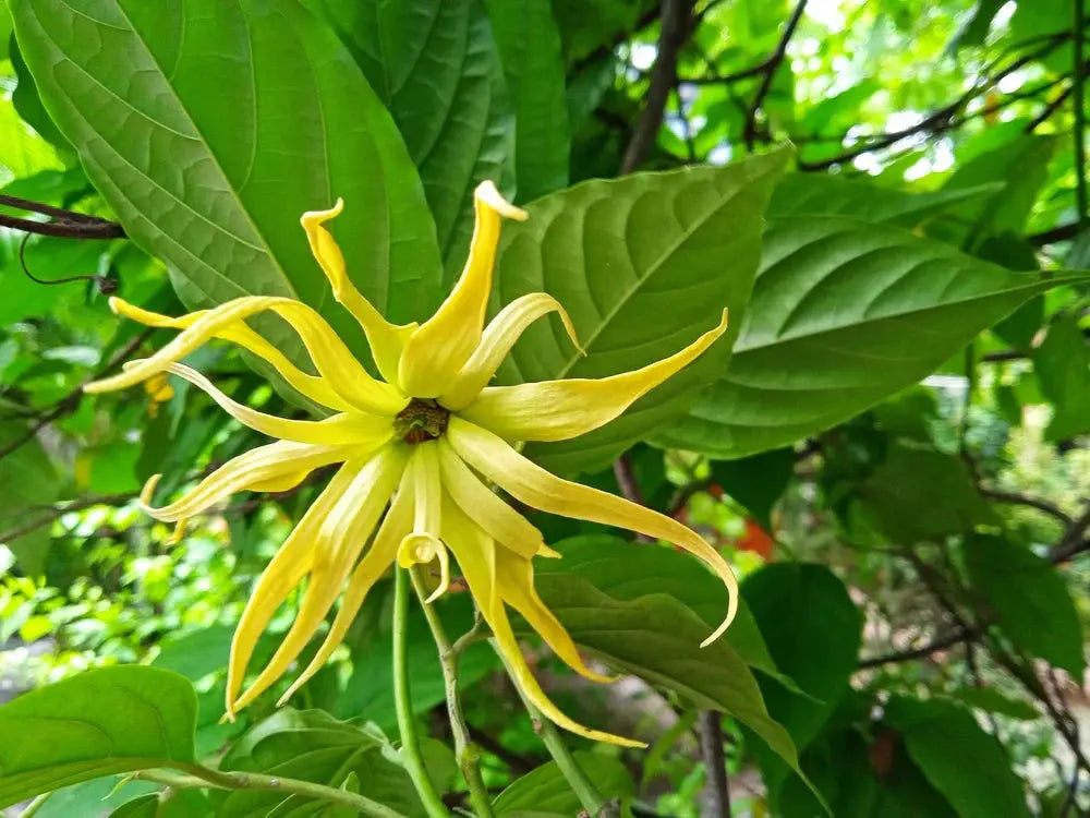 Ylang-Ylang-Voordelen-voor-je-huid Colorescience NL